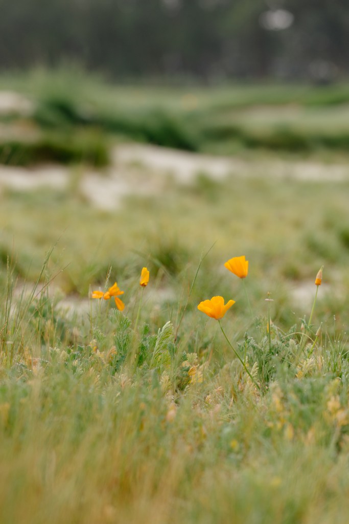 SCGA / Thomas Reiten